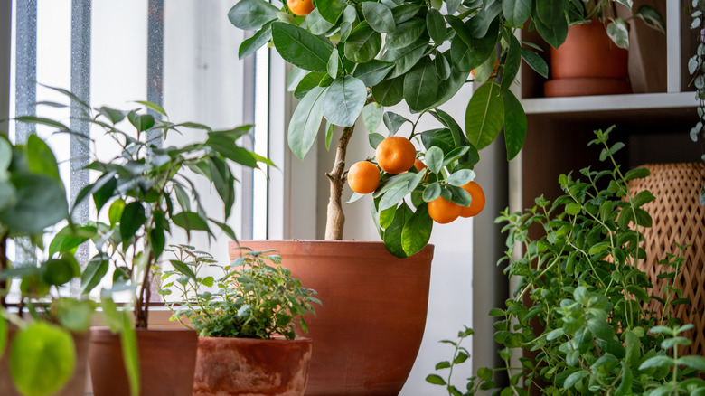 1. Herb Tree