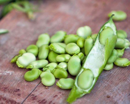 Fava Beans