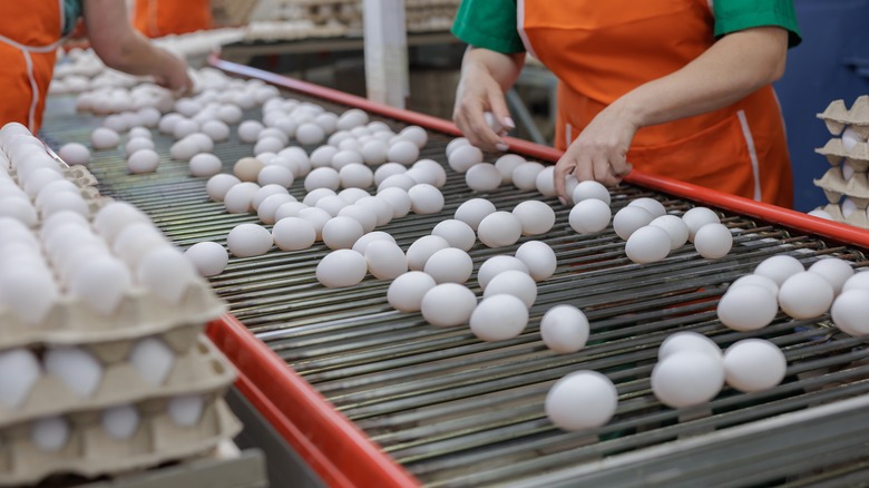 Eggs on a conveyor belt in a warehouse