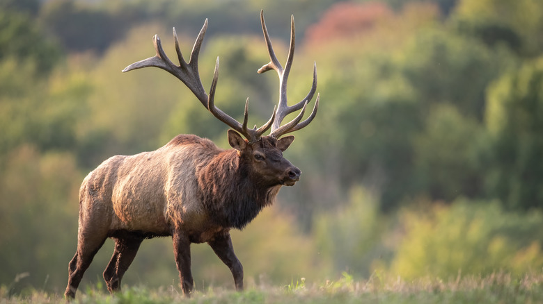elk in a field 