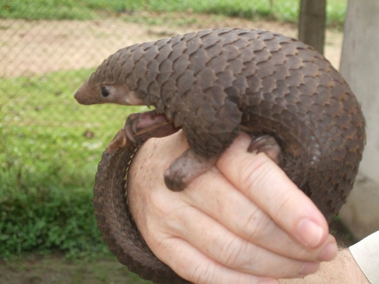 Baby pangolin
