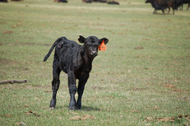 calf