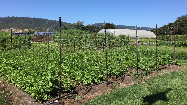 The French Laundry's garden