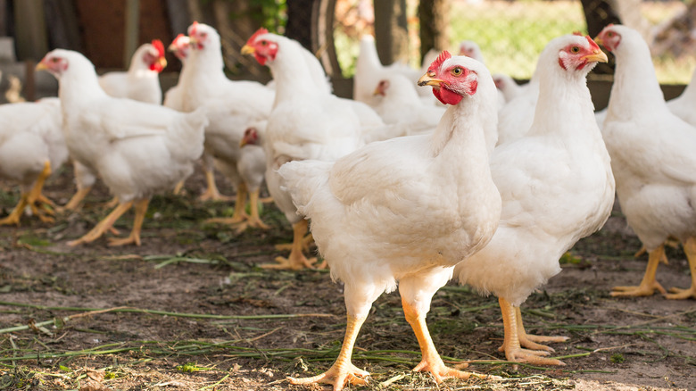 Flock of chickens