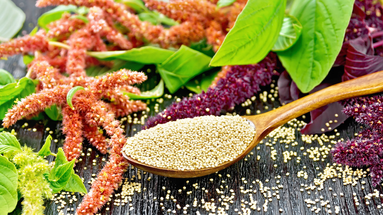 Amaranth plant and grains