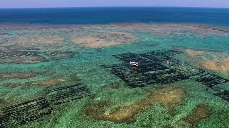 Seaweed farm in Japan