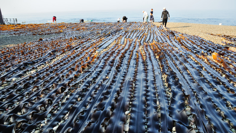 Rows of kombu being dried