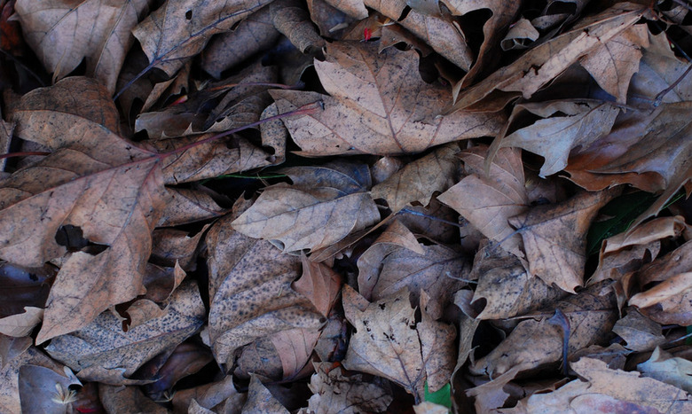 Dead Leaves