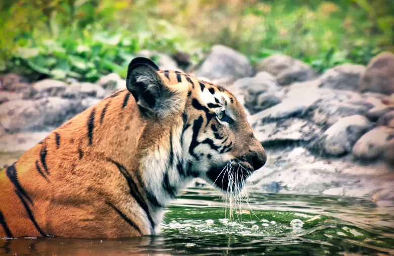 The Sundarbans