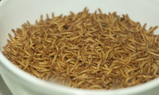 mealworms