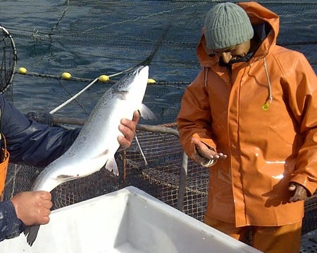 Farm-Raised Salmon: New and Improved
