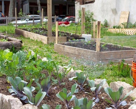 urban garden