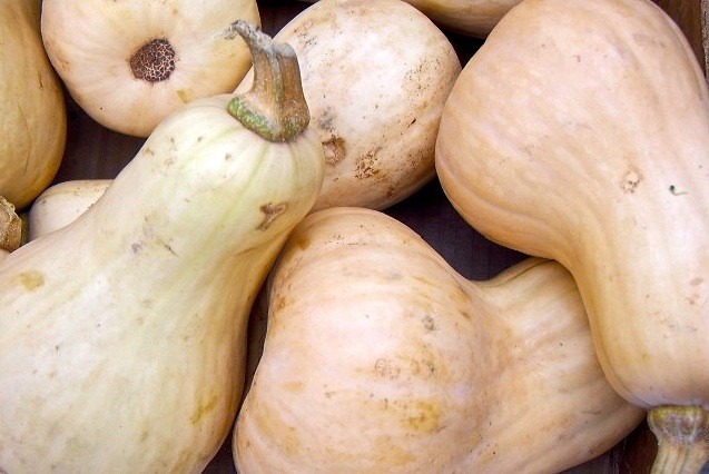 Butternut squash