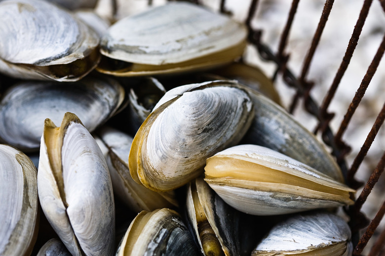 clams