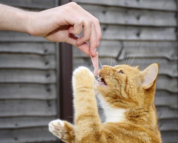 Cat Food No-No's