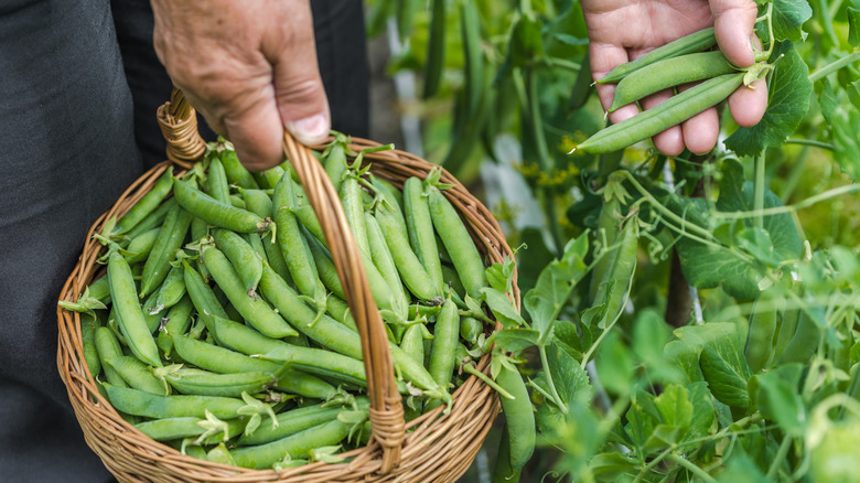 Close-up of hands picking green beans from a plant