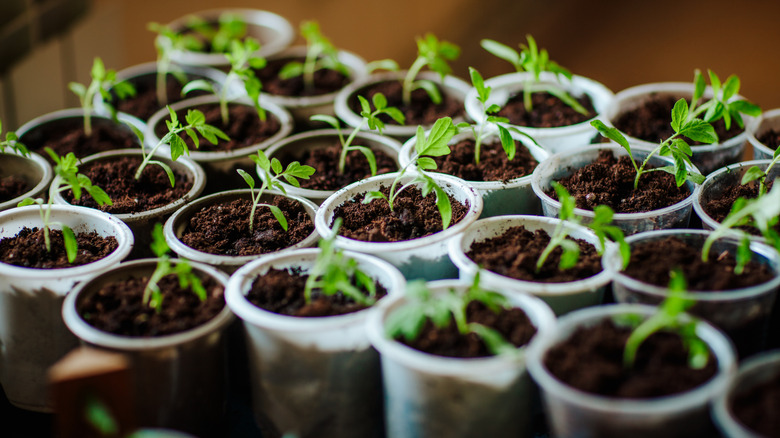 Seedlings in plastic trays at garden center