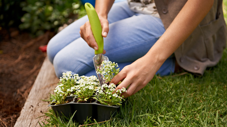 A home gardener planting alyssum