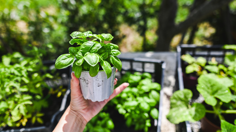 A person holding a pot of basil
