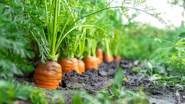 A row of carrots growing in a garden