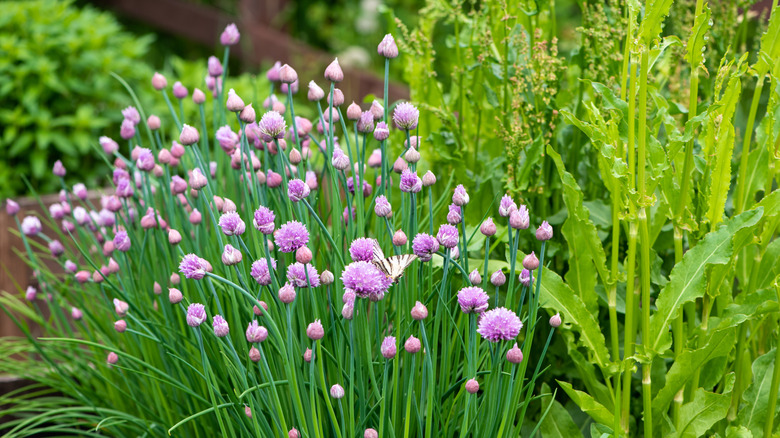 Chive flowers growing in a garden