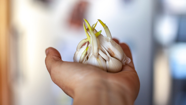 A person holding sprouted garlic bulbs