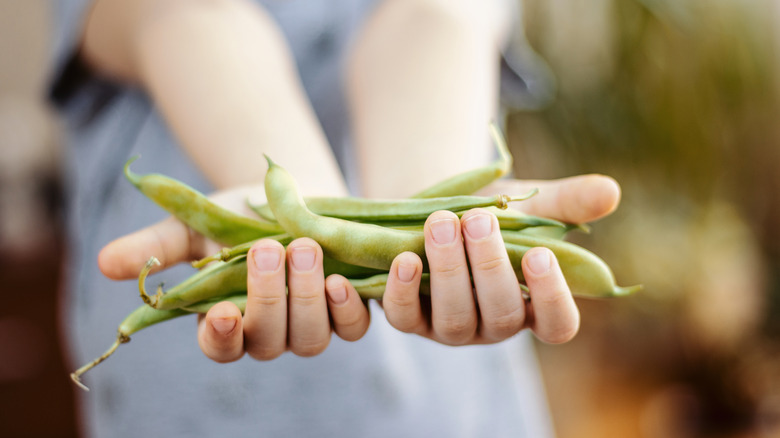 A young girl hold a handful of harvested green beans