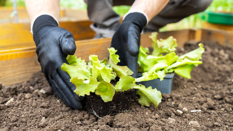 A home gardener planting lettuce