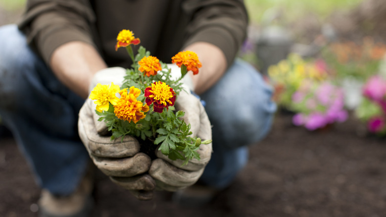 A person holding a marigold transplant