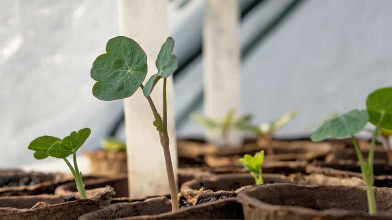 Nasturtiums seedlings growing in a greenhouse