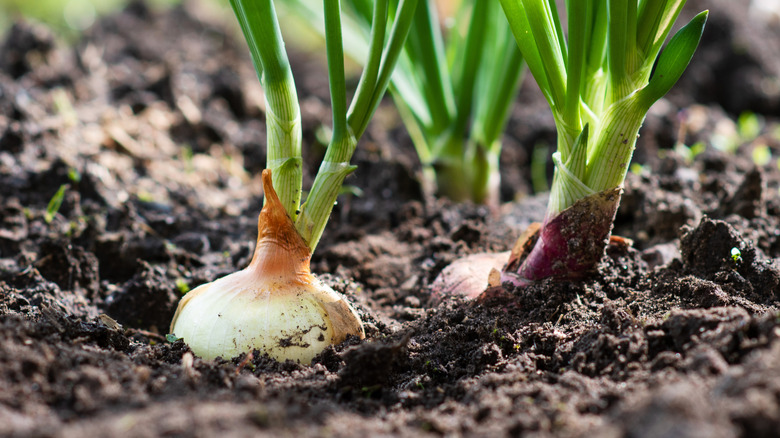 Onion plants growing in a garden