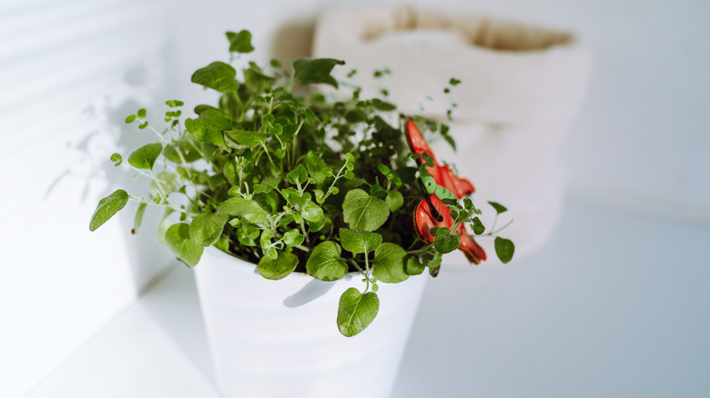 A pot full of oregano growing on a kitchen counter