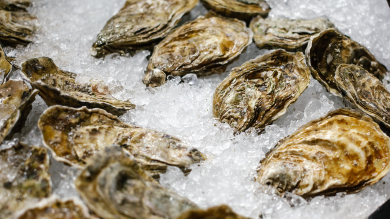 oysters chilling on ice