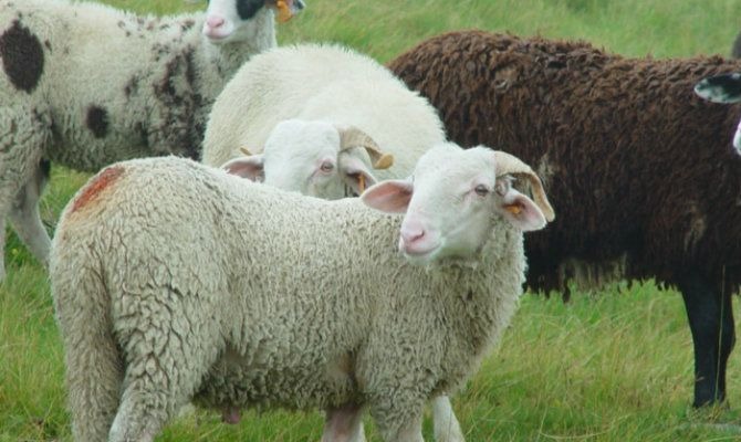 Bareges Gavarnie Sheep