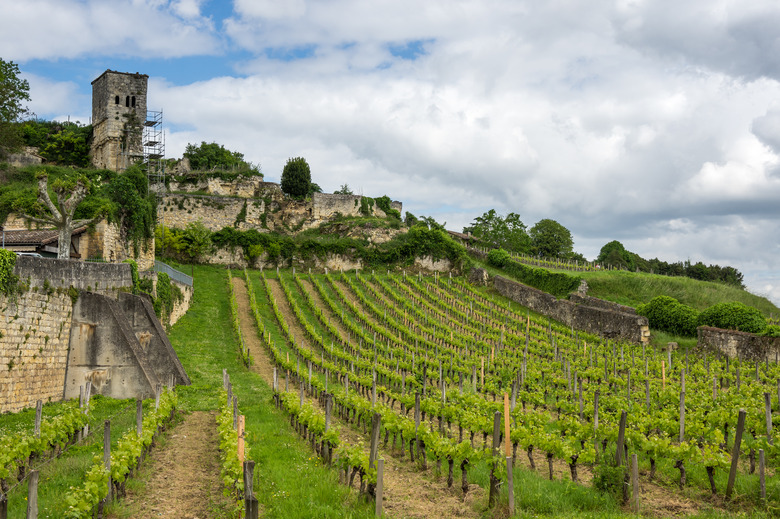 Vineyards of St-Émilion region in Bordeaux