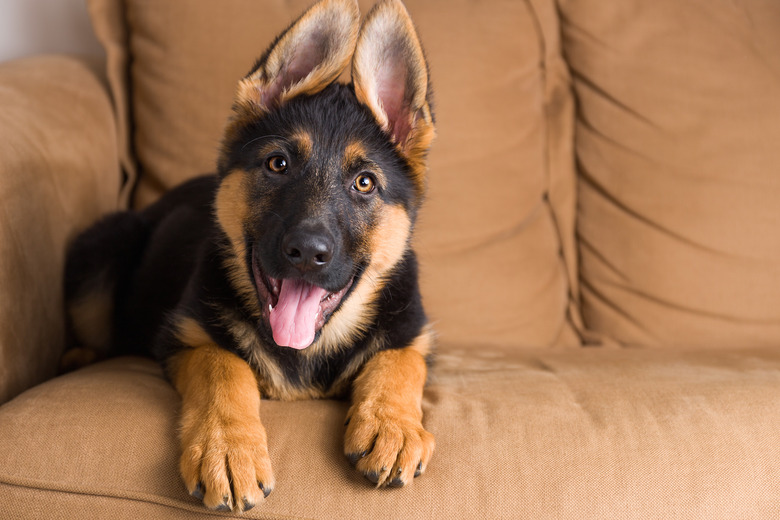 puppy