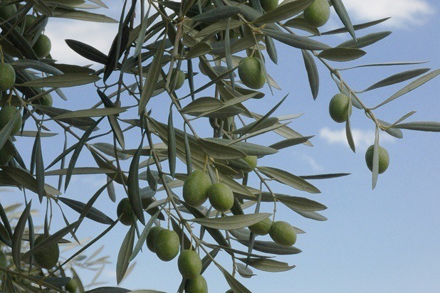Olives