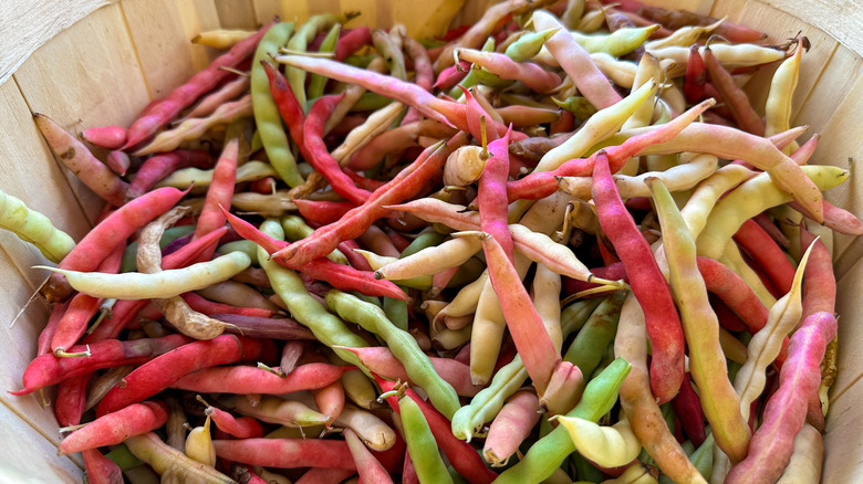 Assorted varieties of green beans at a farmer's market