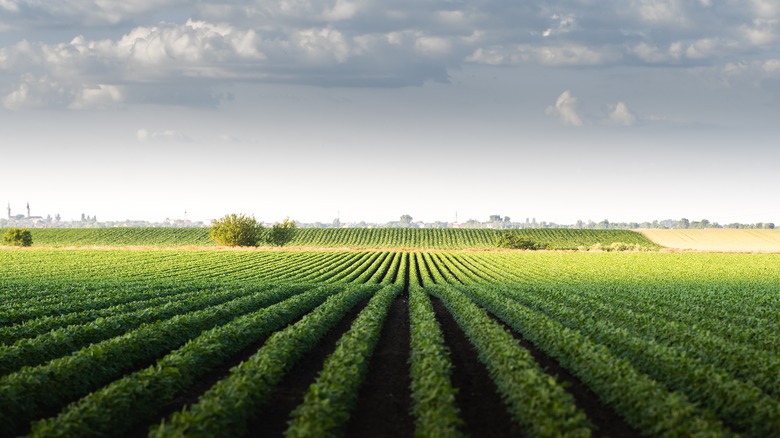 green beans planted in rows
