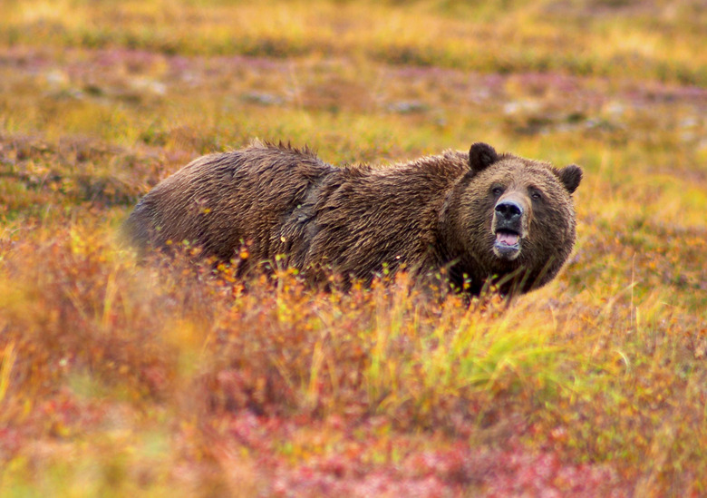 Grizzly bear