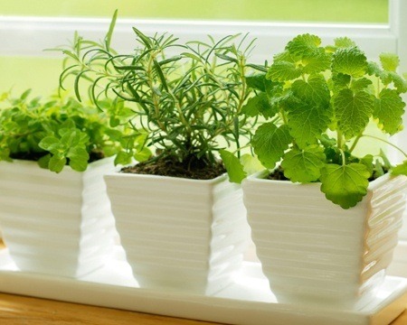 Herbs