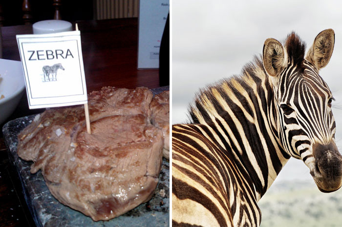 Zebra