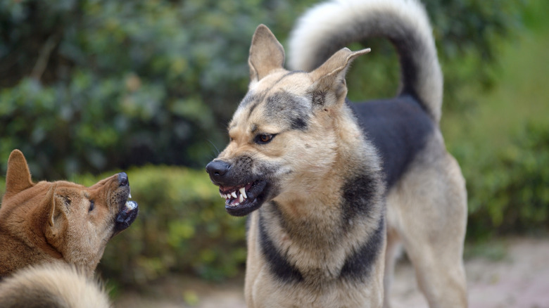 Two dogs snarling viciously