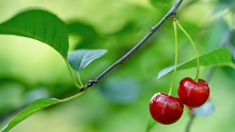 Two cherries growing on a tree with three leaves in focus