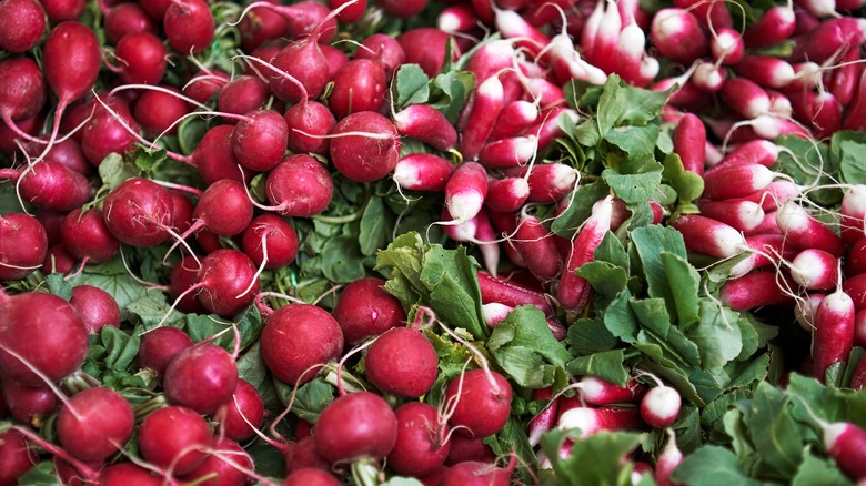 Radishes 