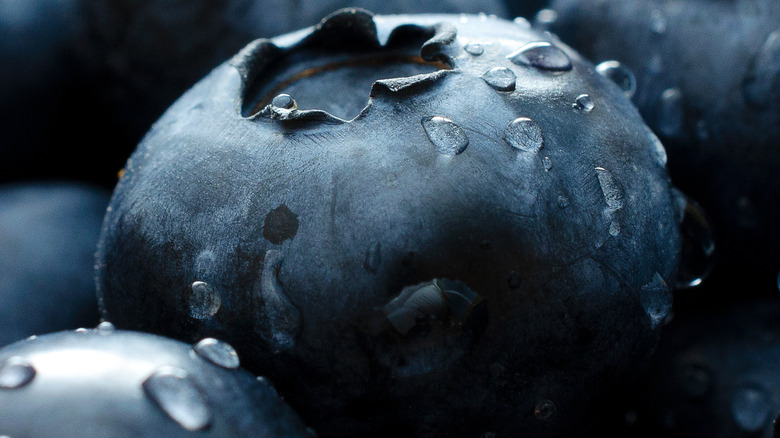 dark blue wet blueberry