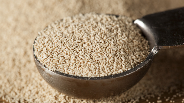 yeast on a measuring spoon