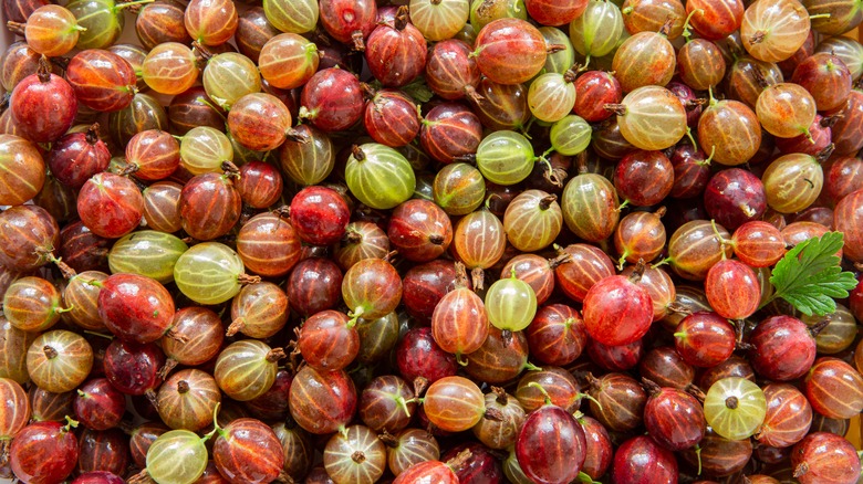 Pile of fresh gooseberries