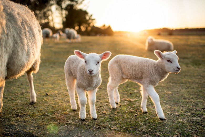 lamb