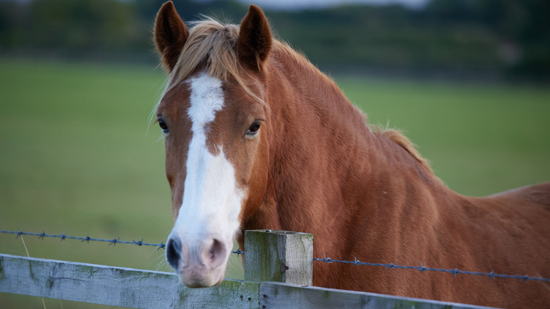brown and white horse